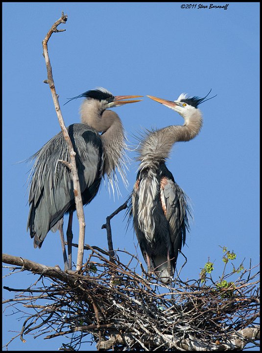 _1SB0279 great-blue herons on nest.jpg